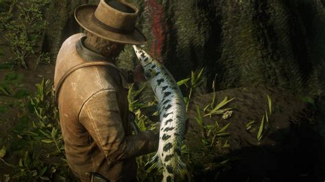 Fishing in red dead redemption 2 is one of the most relaxing and rewarding experiences, and here are the best spots to catch those fish. I finally caught up with these beautiful monsters. - Red ...