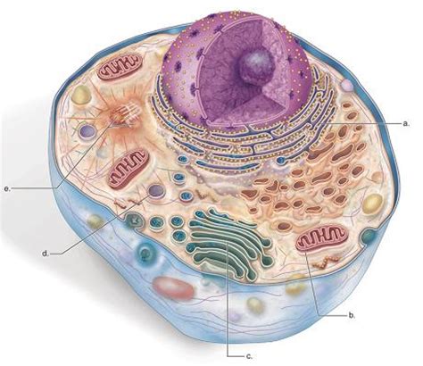 Check spelling or type a new query. Interactive Animal Cell