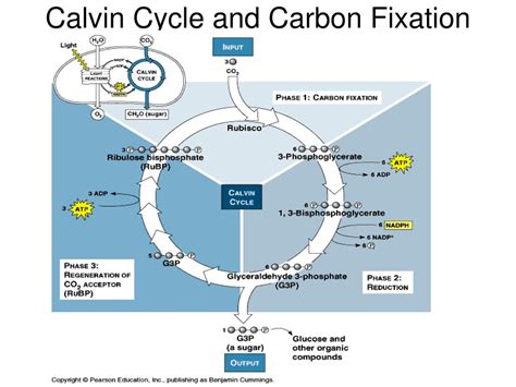 Improving carbon fixation efficiency and reducing carbon loss have been long term goals for people working on photosynthetic organism improvement. PPT - Photosynthesis Part 2 PowerPoint Presentation, free ...