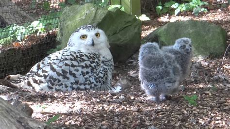 Snowy Owl Chicks Hatch At Drusillas Park Youtube