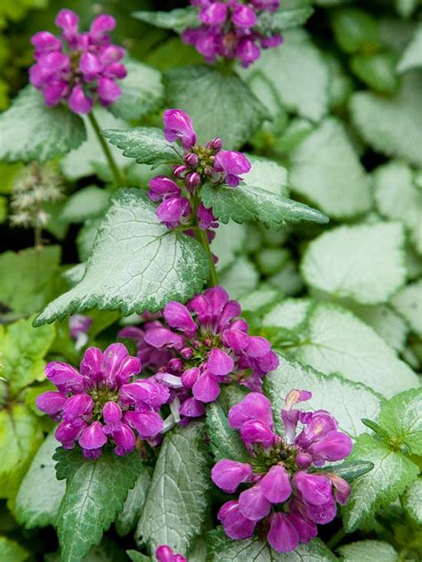 Seamless purple flowers and green leaves pattern,autumn. Best Silver-Leaf Plants for Your Garden | Better Homes ...
