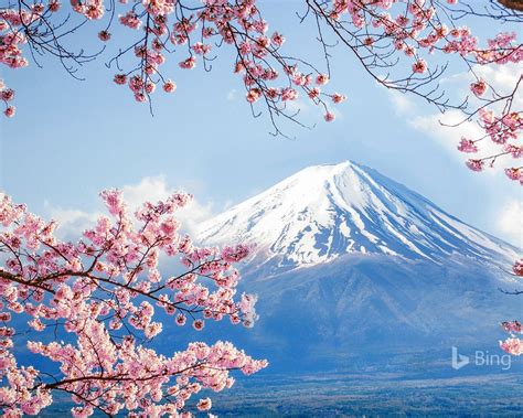 Fuji And Sakura Lake Kawaguchi 2020 Bing Desktop Preview