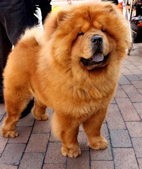 Jiji.ng more than 92 chow chow dogs & puppies are waiting for you buy your future friend today ▷ prices are starting from ₦ 15,000 in nigeria. Chow Chow Puppies For Sale | New York, NY #219583