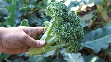 How To Grow Broccoli Green Magic Hybrid Broccoli