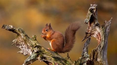 Highlands Squirrel Bing Wallpaper Download