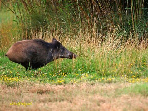 Miguel Fotografia Jabalí Sus Scrofa En Lleida