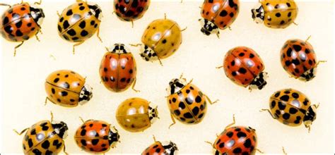 Ladybug Pest Control And Exterminator Andover Mn