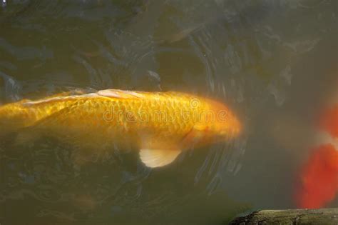 Grande Pesce Giallo In Uno Stagno Con La Spina Dorsale E La Coda