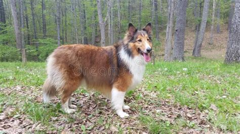 Rough Collie And Sheltie Mix Stock Photo Image Of Rough Bread 53886968