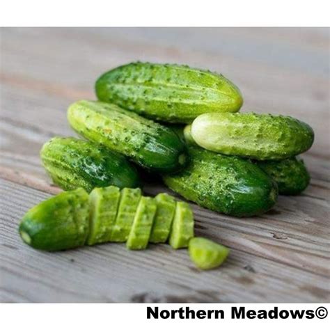 Cucumber Boston Pickling Northern Meadows