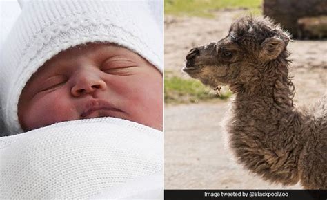 It's hard to name a subject more exhaustively plundered by hollywood, though the zookeeper's wife does at least have something to set it apart from its endless predecessors: Meet Louis, Camel Born On Same Day As Royal Baby And Named ...