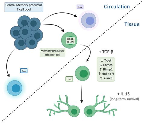 Cells Free Full Text Tissueresident Memory T Cells In Chronic