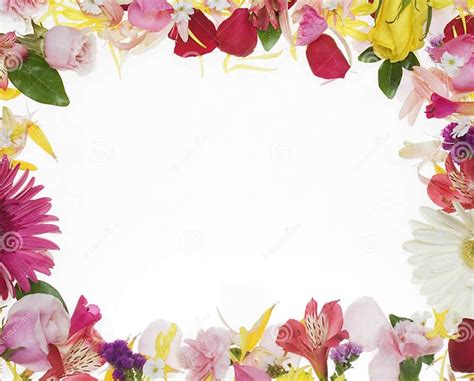 Flower Border Stock Photo Image Of Spring Petals Flower 13960172