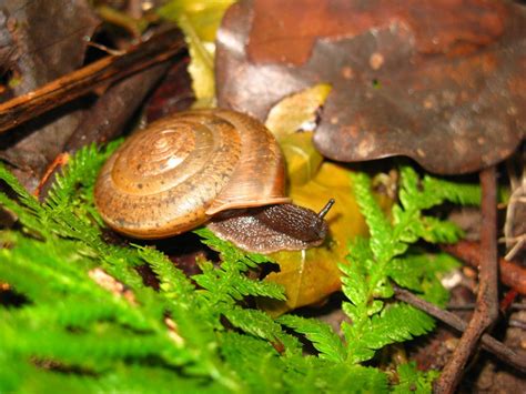 A new land snail species named for equal marriage rights | Science Codex