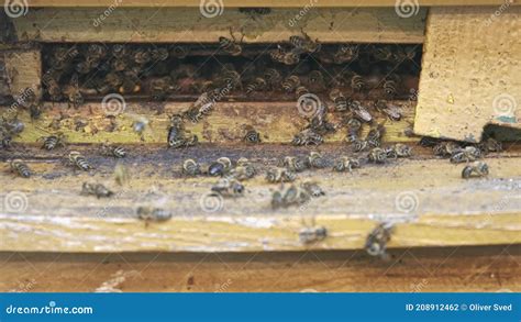 Honey Bees On A Hive Cluster Stock Photo Image Of Apiarist Yard