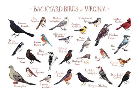 Libri simili a backyard bird identification guide. Virginia Backyard Birds Field Guide Art Print / Watercolor