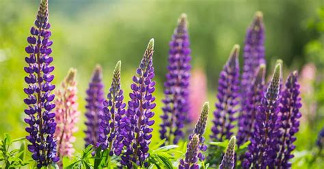 Hotels near jack frost mountain resort, blakeslee on tripadvisor: Lupine: Hülsenfrucht mit wachsender Beliebtheit