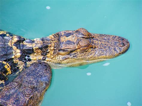 The 5 Main Differences Between Alligators And Crocodiles Owlcation