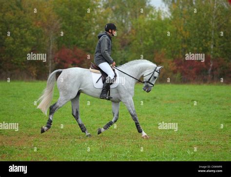English Style Horse Riding Stock Photo Alamy