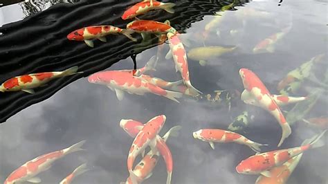 belajar pelihara ikan koi belakang rumah - YouTube