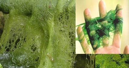 Make a light ringing sound, like very small bells or metal objects. Pond Algae | Green Water & Blanket Weed & String | Algae ...