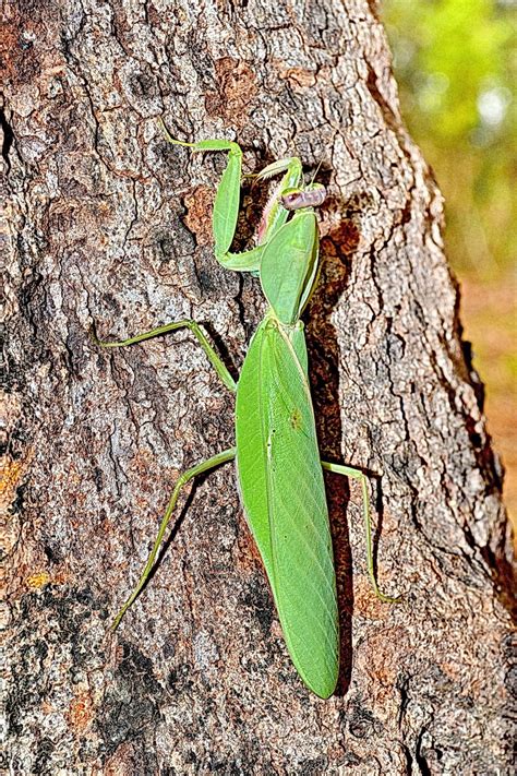 Life Cycle Of A Praying Mantis And Other Intriguing Facts Pet Ponder