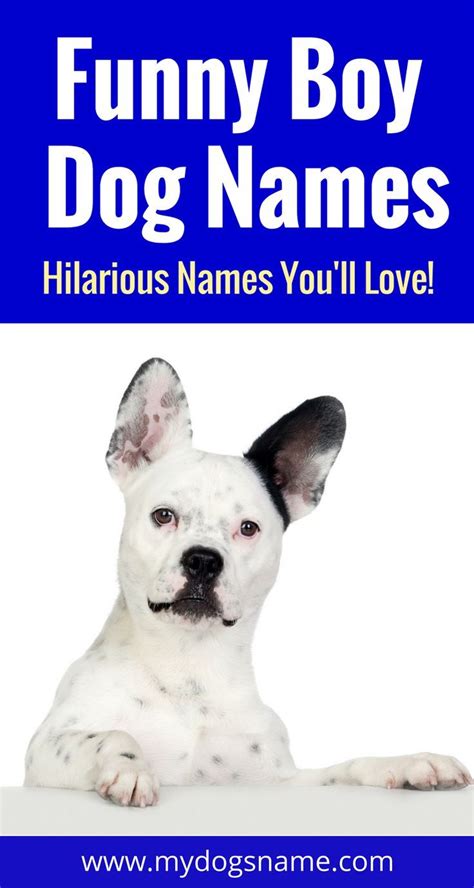 Names Funny Dog Names Boy Puppy Names Dog Names Unique
