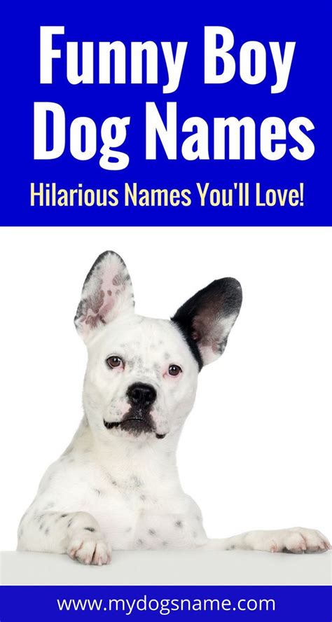 Names - My Dog's Name | Funny dog names, Boy dog names, Dog names