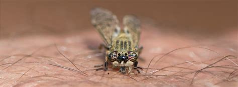 Fly Bite Signs And Symptoms Western Exterminator