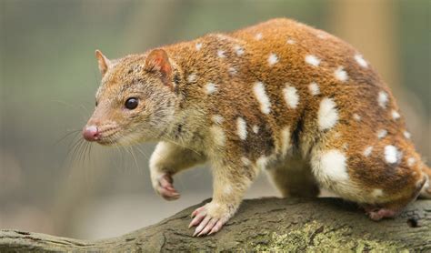 A Guide To All Six Species Of Quoll Australian Geographic