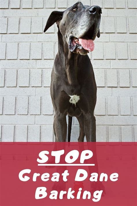How To Stop A Great Dane From Barking Great Dane Great Dane Puppy