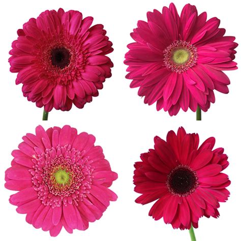 See more ideas about flower names, flowers, wedding flowers. Dark Pink Gerbera Daisy