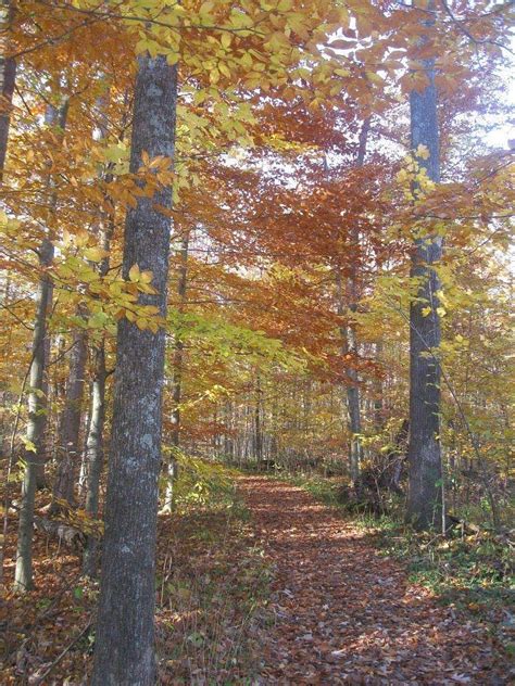 Goll Woods State Nature Preserve Archbold All You Need To Know