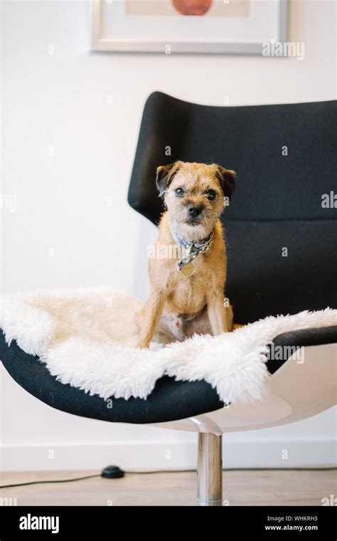 Portrait Of Dog Sitting On Chair Against White Background Stock Photo