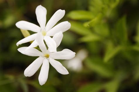 Jasmine is a flowering plant. What Plants Are Native to Italy? | Getaway USA