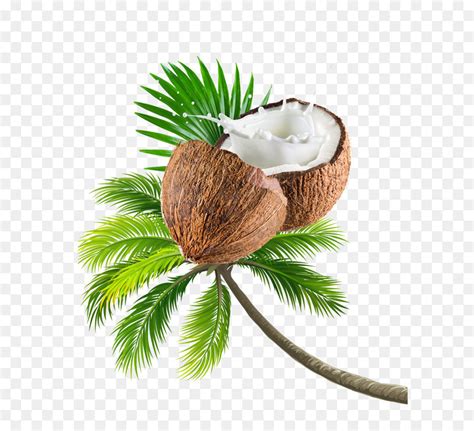 As a result, coconuts are called the tree of life and can produce. Coconut tree fruit png download - 648*820 - Free ...
