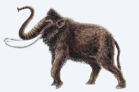 Mastodons Facts - information about the extinct, prehistoric animal