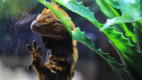 5 Reasons Why Is My Crested Gecko Digging In 2022 Pet Engineers