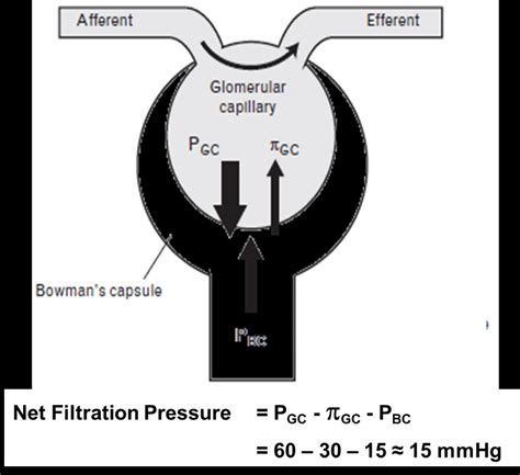 Determinants Of Net Glomerular Filtration Pressure Download Scientific Diagram