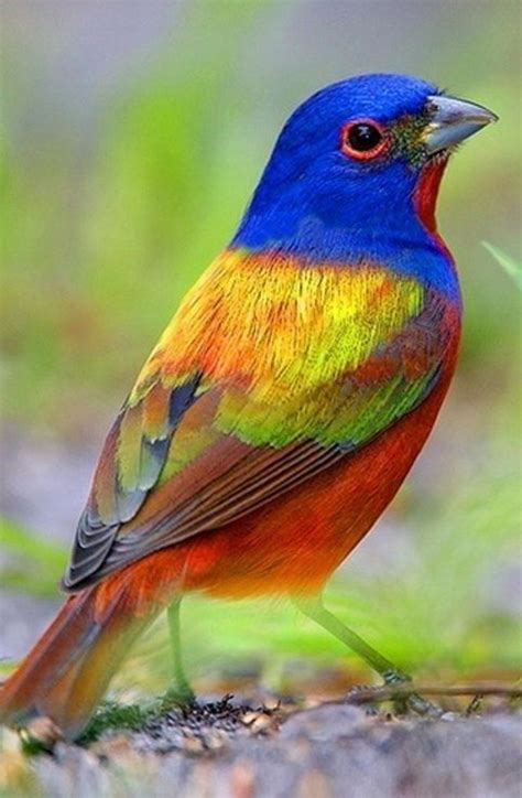Painted Bunting Birds In All Their Primary Colored Glory Beautiful