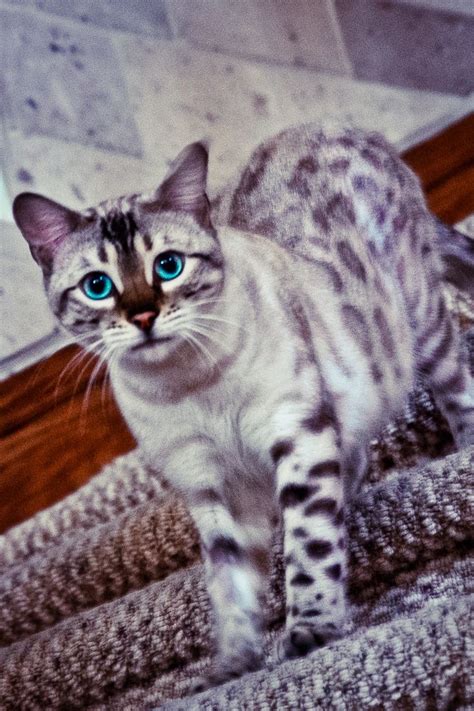 Some cats are very active whereas some prefer lazing around in the room or on the couch. Snow Bengal | Cats | Cats, Cute cats, Pets