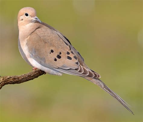 Different Kinds Of Doves