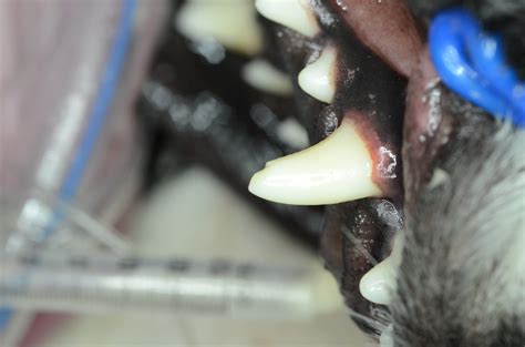 A cats broken teeth are serious business, spotting a cats broken teeth symptoms will mean you can get the vet care your cat needs as quickly as cats broken teeth and dribbling is the second in a series of articles specially researched and written for siamese cat breeder relating to dental care and. Your Pet Dentist All Types of Dog and Cat Broken Teeth ...