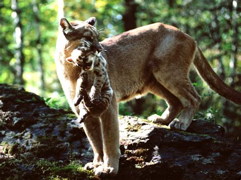 cool school: WILD LIFE