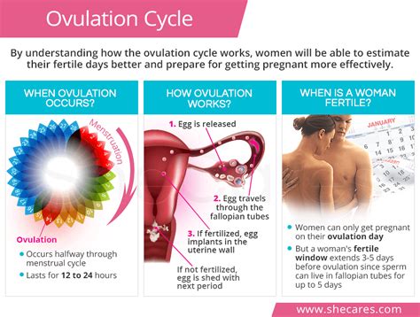 Experience, info and more here. Ovulation Cycle: How does Ovulation Work? | SheCares