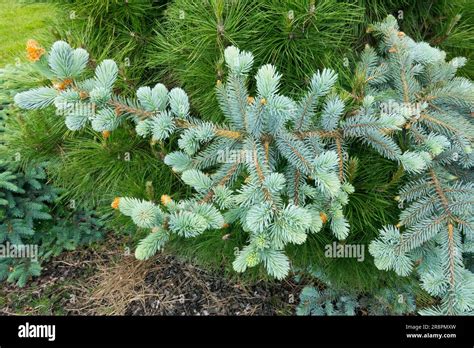 Picea Pungens Procumbens Hi Res Stock Photography And Images Alamy