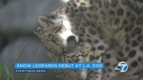 Snow Leopard Cubs Debut At Los Angeles Zoo Abc7 Los Angeles