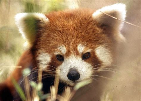 What Red Pandas Need To Grow Up Big And Strong Cuteness Overflow