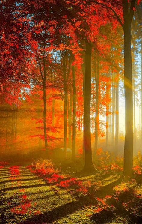 Autumn Trees Bring Sunlight Beautiful Landscapes Beautiful Nature