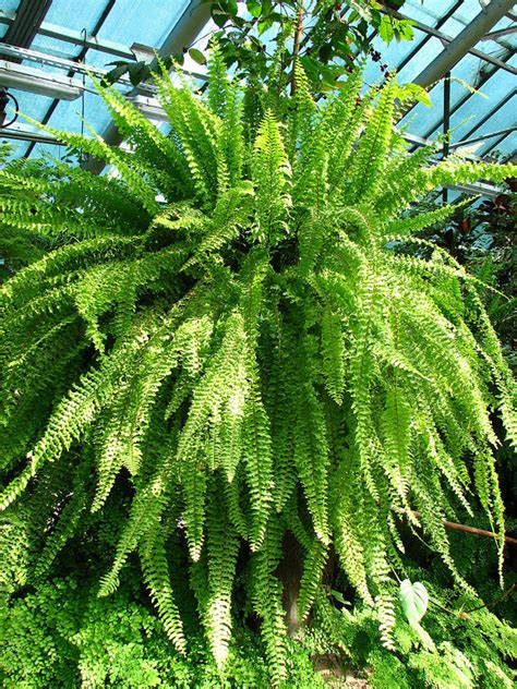 How To Grow A Boston Fern Sword Fern Indoors Or Outdoors Dengarden
